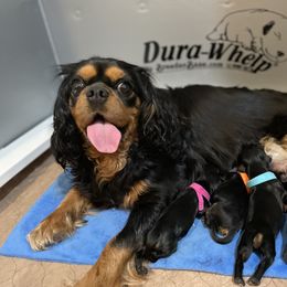Cavalier King Charles Spaniel Puppies from Carter Woods Cavaliers