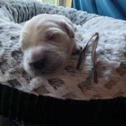 Eclipse - Brown - Golden female Golden Retriever puppy in Lucasville, Ohio from Halo Kennels