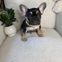 Frankie - Black and tan male French Bulldog puppy in Whitefish, Montana from Black Diamond Frenchies