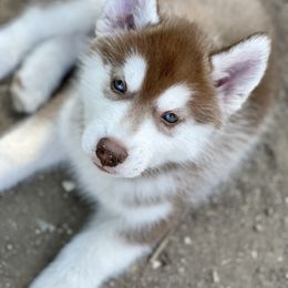 Siberian Husky Puppies from Antler Creek Siberians