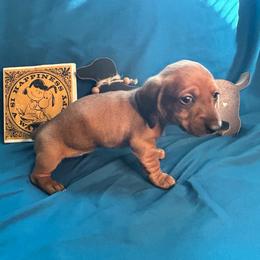 Chi-chi - Red female Dachshund puppy in Park Hills, Missouri from Sugar Pop Dachshunds