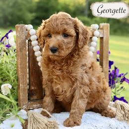 Miniature Schnauzer and Poodle Puppies from Crystal Rose Canines