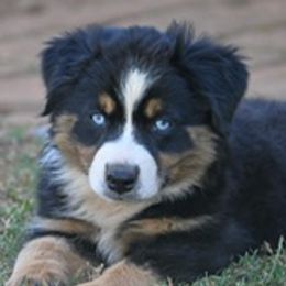 Miniature Australian Shepherds from Coleman’s Country Aussies