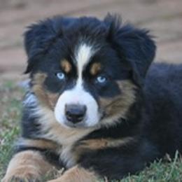 Miniature Australian Shepherds from Coleman’s Country Aussies