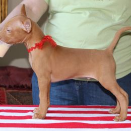 Pharaoh Hound Puppies from CharmedWons Pharaoh Hounds