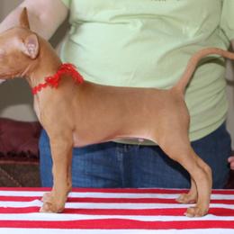 Pharaoh Hound Puppies from CharmedWons Pharaoh Hounds