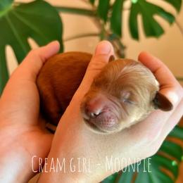 Moonpie - Dark golden female Golden Retriever puppy in Salt Lake City, Utah from Pitchpine Retrievers