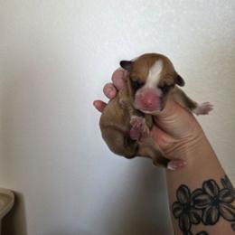 Blue Collar - Red female Pembroke Welsh Corgi puppy in Fallon, Nevada from Fuzzy Butt Corgies