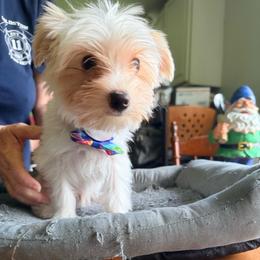 Butterscotch - Tan and white male Yorkshire Terrier puppy in Bear Creek, North Carolina from Lizzy's Three Studs
