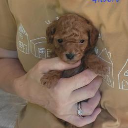 Gilbert - Red  male Poodle puppy in Montrose, Pennsylvania from Tales Of Joy