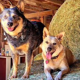 Australian Cattle Dogs from Pestarino Ranch