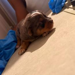 Boy 4 - Parti male Yorkshire Terrier puppy in Lumberton, North Carolina from Shaquitta's Yorkshire Terriers