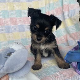 Chihuahuas and Yorkshire Terriers from CoolMissLLC