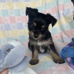 Chihuahuas and Yorkshire Terriers from CoolMissLLC