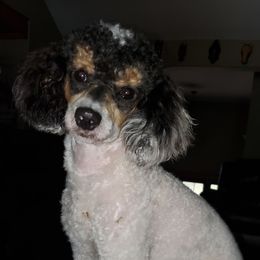 Chilli - Poodle