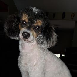 Chilli - Poodle