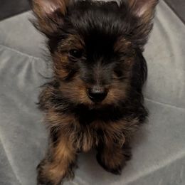 Yorkshire Terrier Puppies from Yorkies of the Shire