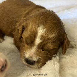 Gray collar girl - Apricot female Goldendoodle puppy in Fairfield, California from Twin Sisters Doodles