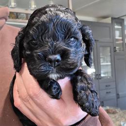 Sushi - Black female Cocker Spaniel puppy in Fresno, California from Carvajal Cockers