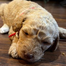 Americana - Apricot female Goldendoodle puppy in Arlington, Texas from Chambers Doodle Patch