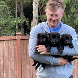German Shepherd Puppies from Von Lambor German Shepherds