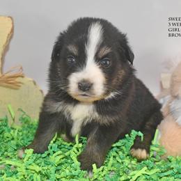 Sweetpea - Black tri female Miniature Australian Shepherd puppy in Patterson, North Carolina from DreamLine Aussies