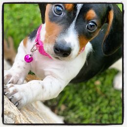 Dachshund Puppies from Gypsy Miniature Dachshunds