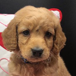 Boy 2 - Goldendoodle puppy in Ohio from Mini Doodles Dandy