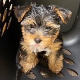 Assorted Doodle Crosses, Double Doodle, Maltipoo, Morkie, and Yorkipoo Puppies from Danza Bolo