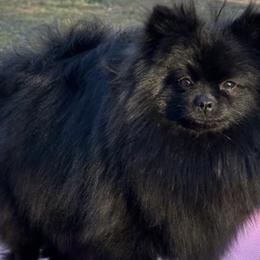 Pixie - Pomeranian