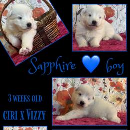 SAPPHIRE Boy - White male German Shepherd puppy in Apache Junction, Arizona from CS Vista Farms