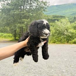 Oreo - Black and white male Bernedoodle puppy in Anchorage, Alaska from Cascade Country Doodles