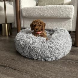 Poodle Puppies from Bruno & Co. Puppies