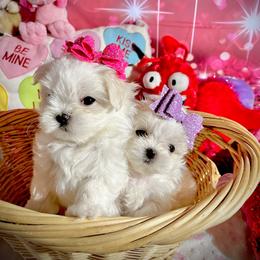 Maltese Puppies from Prime Malteses