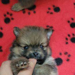 Pomeranian Puppies from JC Pomz