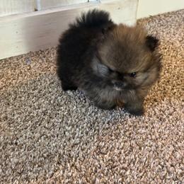 Teddy - Orange sable male Pomeranian puppy in Burbank, Arizona from Twins Dream Poms