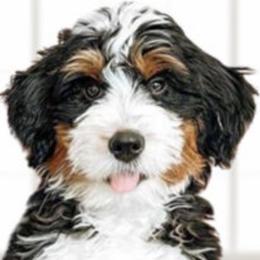 Zoey - Bernedoodle