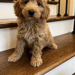 Goldendoodle Puppies from C.P. Puppy Buddies