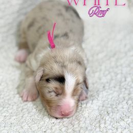 Snow White - Red merle female Australian Shepherd puppy in Keytesville, Missouri from Dogwood Lane Canine