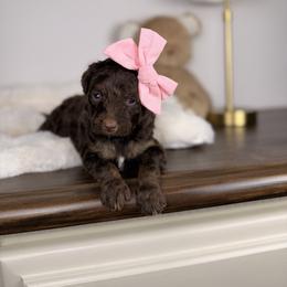 Venus - Red phantom female Aussiedoodle puppy in Sweetwater, Florida from Sandy Snout Doodles