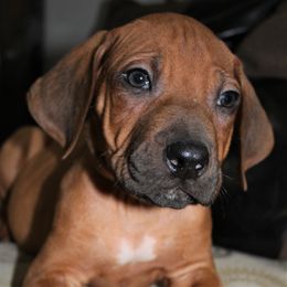 German Shepherd and Rhodesian Ridgeback Puppies from Sugar Paws Pets