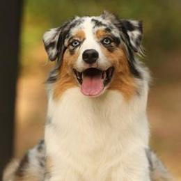 Australian Shepherds from Rainyday Australian Shepherds