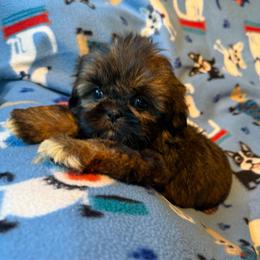 HEIDI - Red female Shih Tzu puppy in Kamilche, Washington from Serendipity Shih tzu