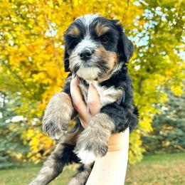 Patsy - Tri-color female Bernedoodle puppy in Idaho Falls, Idaho from Idahome Doodle