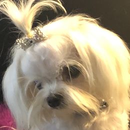 French Bulldogs, Maltese, and Poodles from SilverLining highlands and hounds