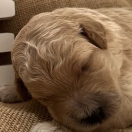 Assorted Doodle Crosses, Aussiedoodles, Cavalier King Charles Spaniels, Cavapoos, Cockapoos, Goldendoodles, and Poodles from Ooodles of Doodles