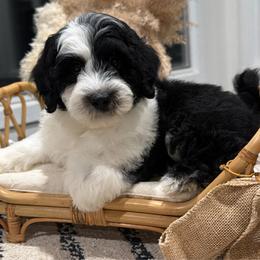 Dinner - Black and white male Sheepadoodle puppy in North Royalton, Ohio from Johnson's Doodles