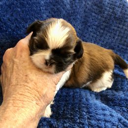 Boy 2 - Shih Tzu puppy in Silver Lake, Oregon from Bling Shih Tzu