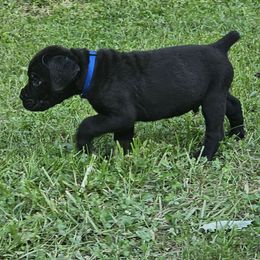 Dallas - Black male Cane Corso puppy in Roachdale, Indiana from Cast Iron Kennels