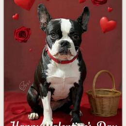 True - Boston Terrier